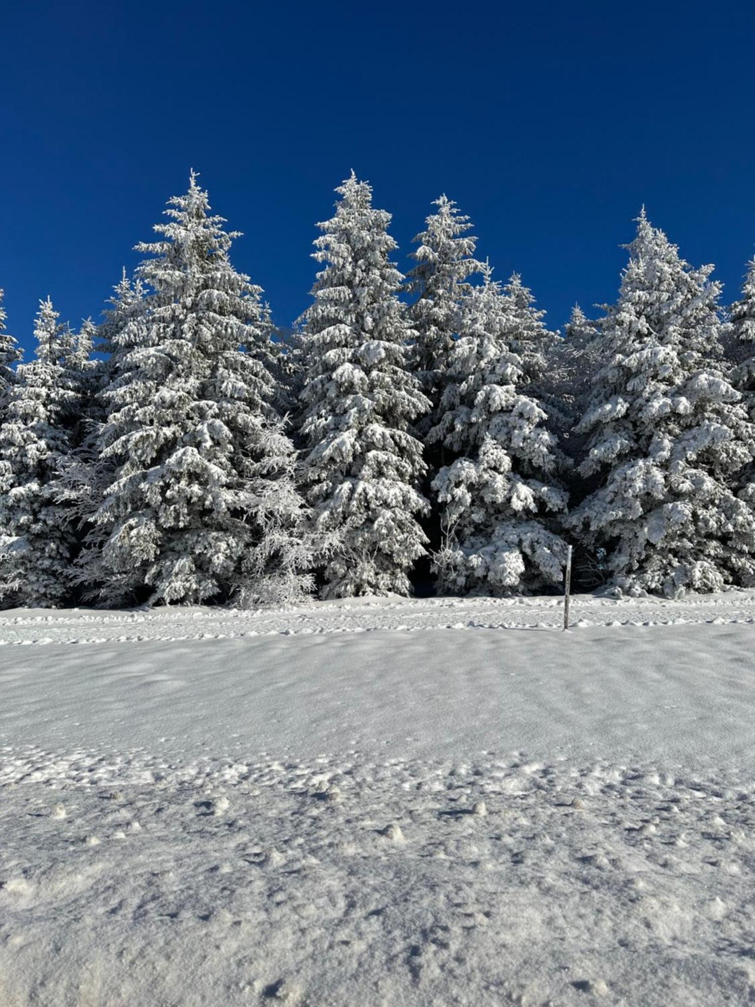 Bollenlodge - Ferienwohnung Mit Ausblick Und Top Lage Todtnau Bagian luar foto